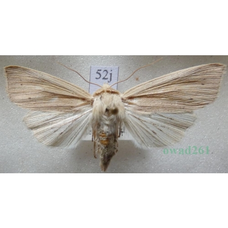 Mythimna straminea (Treitschke, 1825) female Mokradlica Slovakia52j